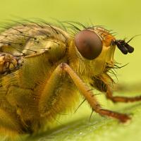 Dung Fly close-up 